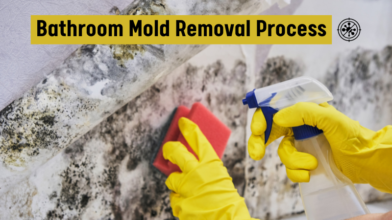 Bathroom Mold Removal Process